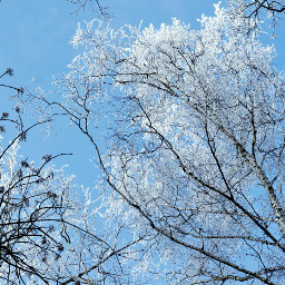 trees nature bluesky lookingup winter